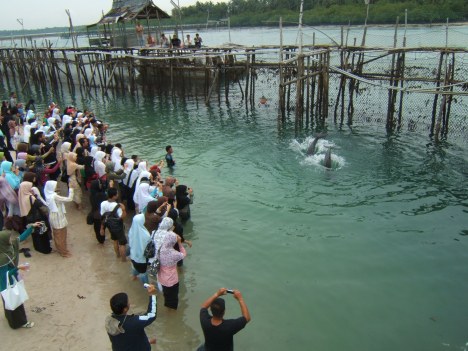 Objek wisata yang terabaikan, pelantar tempat pengunjung melihat atraksi dolphin2 jinak itu pun sudah reot tak terurus lagi, hanya tinggal mengevakuasi kelima ekor dolphin yang tinggal di perairan pulau Mencadas itu , rencana hendak di bawa ke Bali